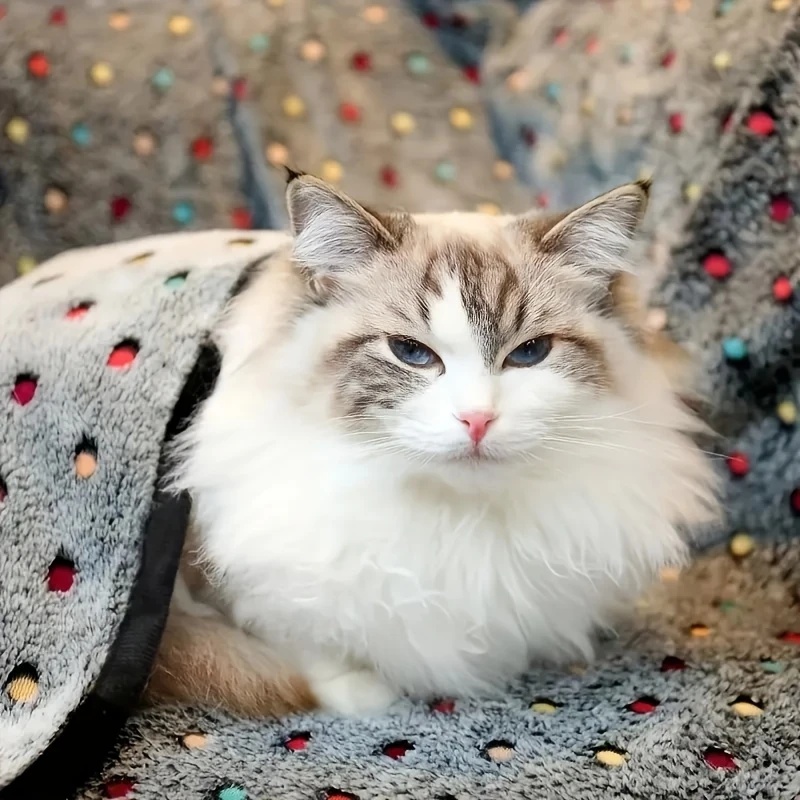 3 adet yumuşak kabarık evcil h - Calming Dog Bed incelemesi ve fiyatı